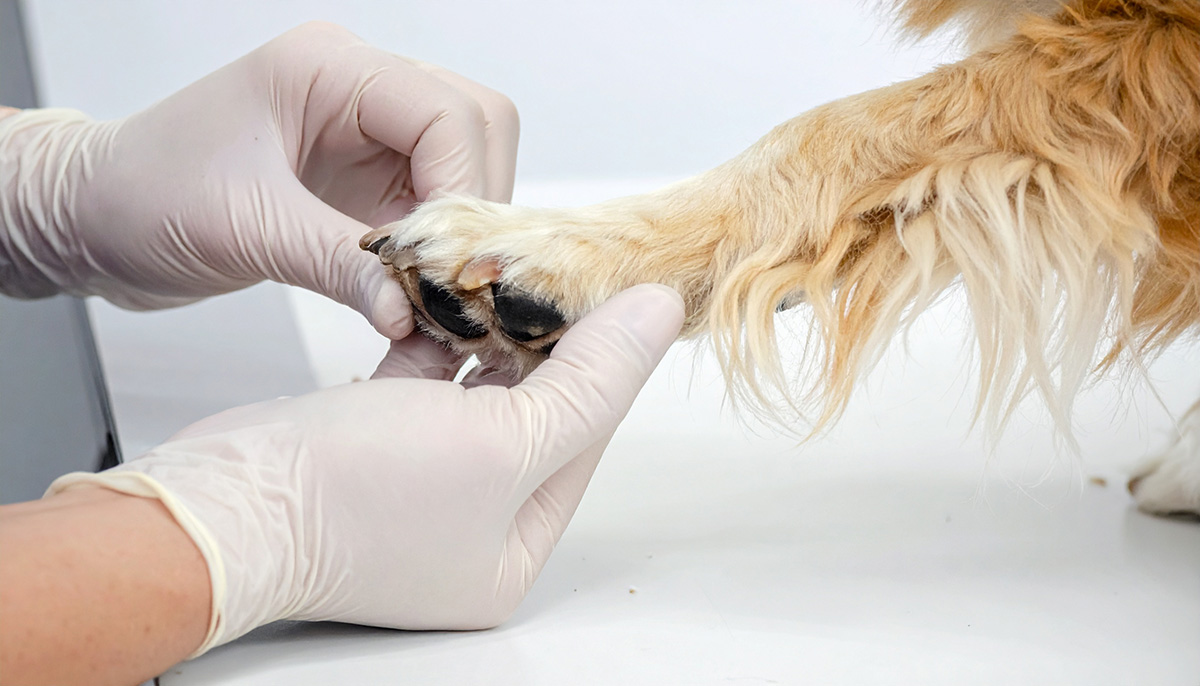 Dog Grooming