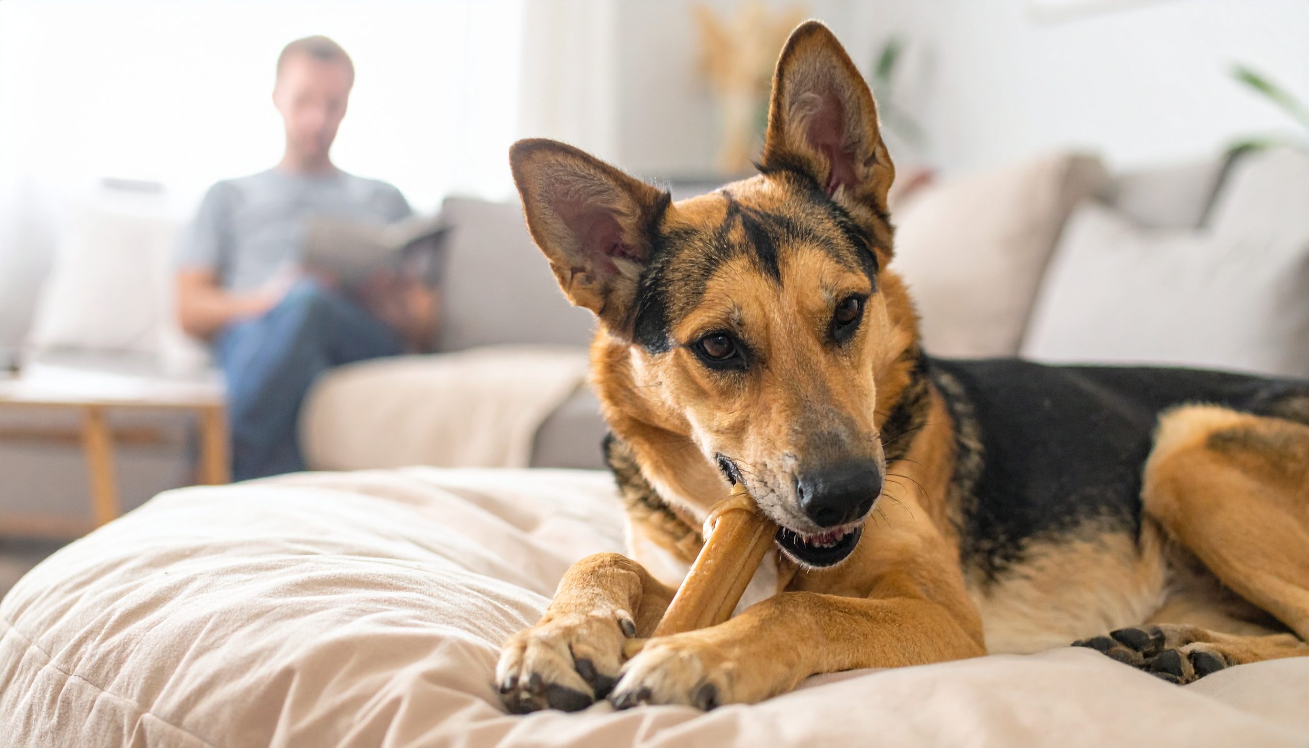 How to calm a hyper dog naturally