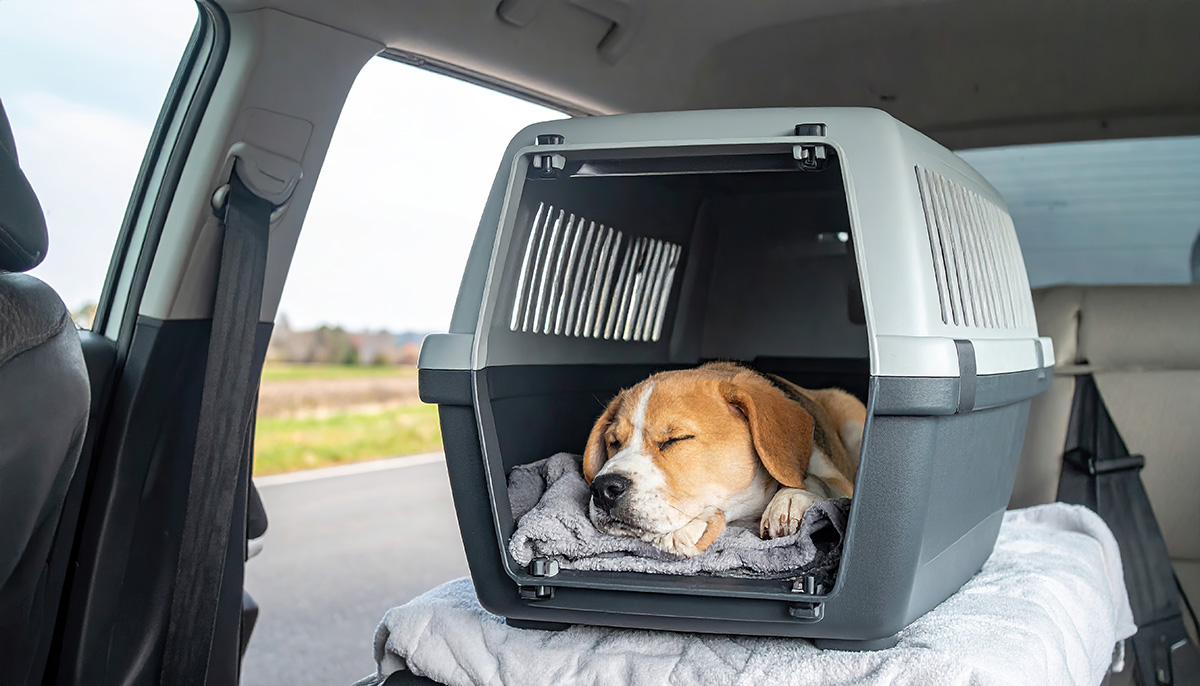 Traveling with a Puppy in Car