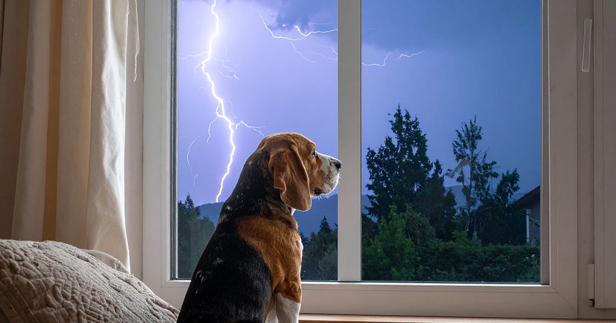 Calming Chews for Dogs